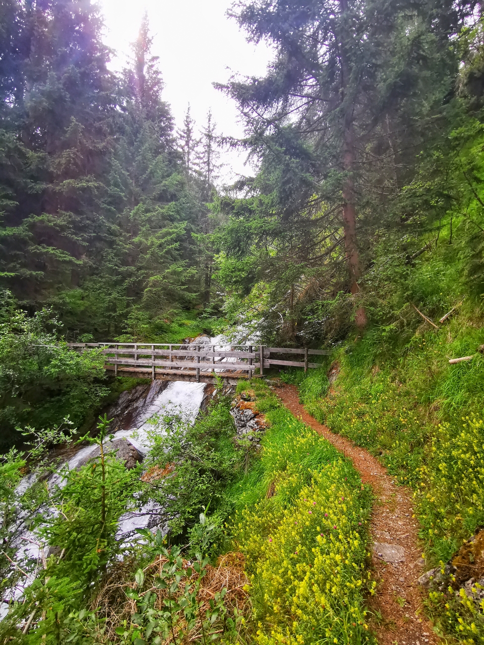 Auf schönen Wegen geht's im Wald bergan