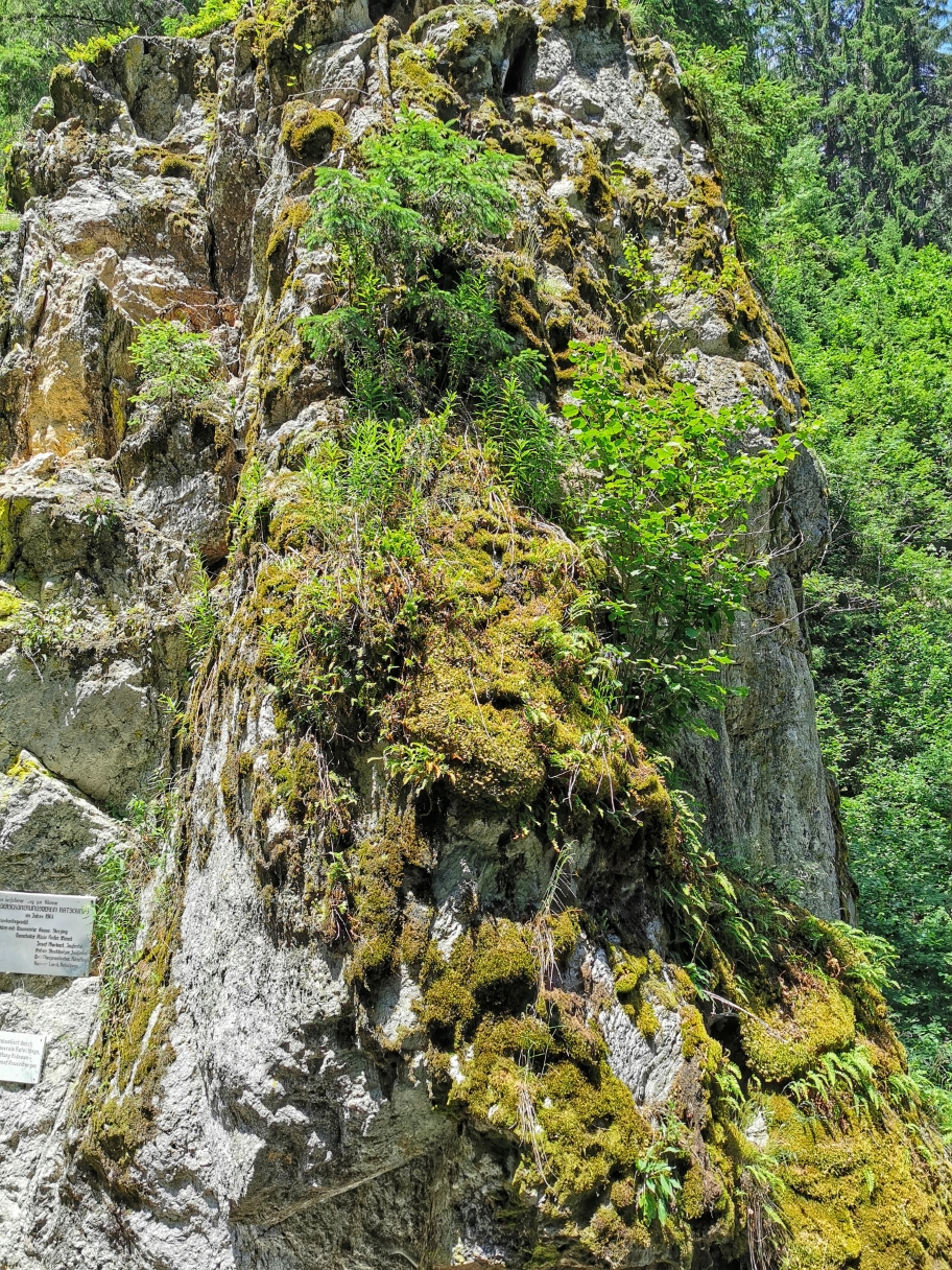 Wild bewachsene Felsen in der Klamm
