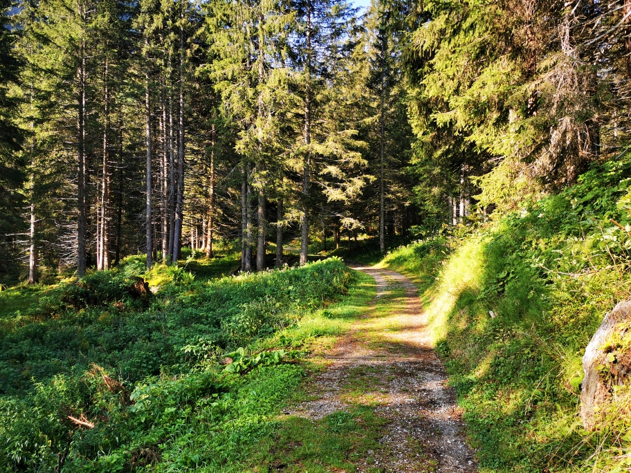Im Wald ist es wesentlich angenehmer zu laufen