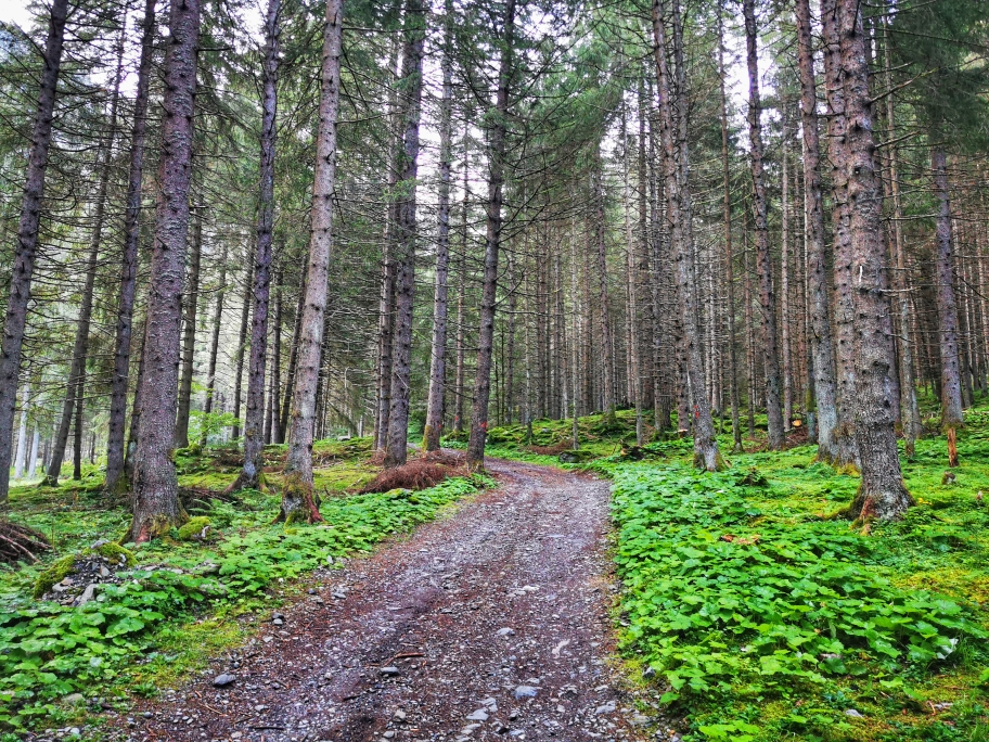 Gemütlicher Aufstieg im Wald
