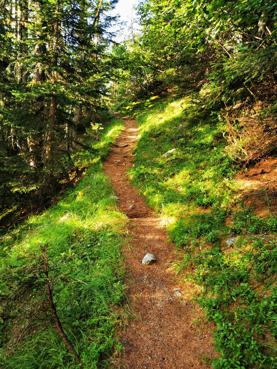 Im Wald geht's zunächst leicht bergan...