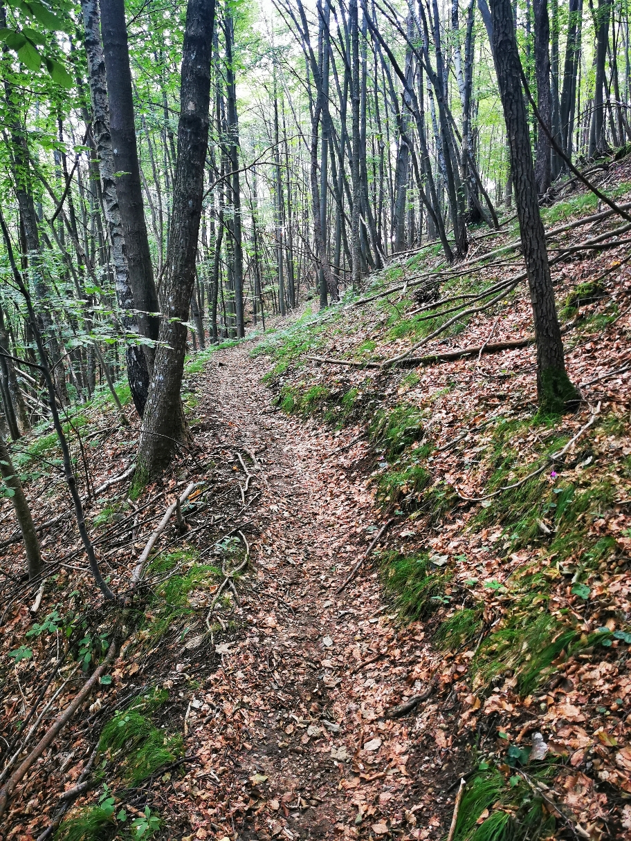 Lange geht es durch den Wald...