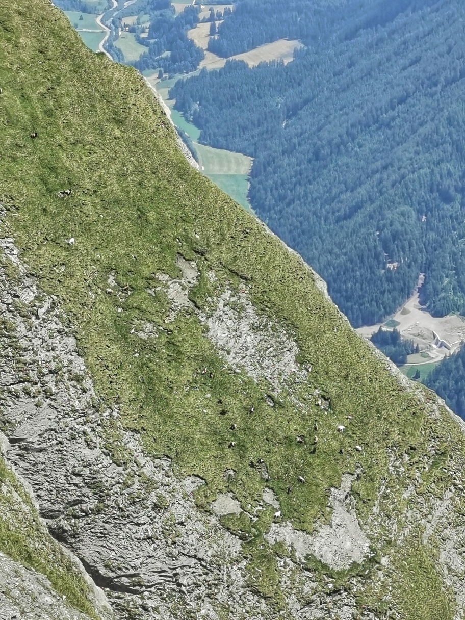 Grasende Ziegen am Steilhang der Weißspitze
