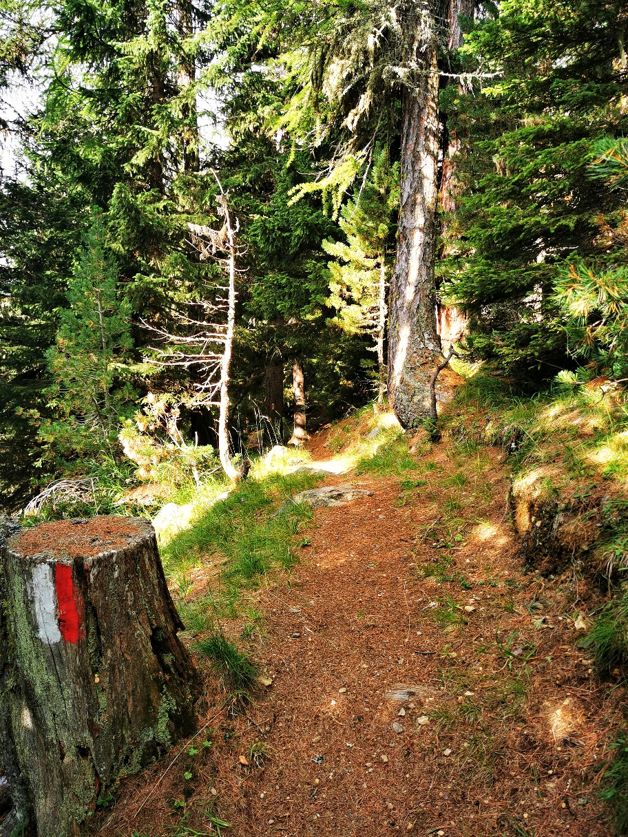 Rastplatz im Wald