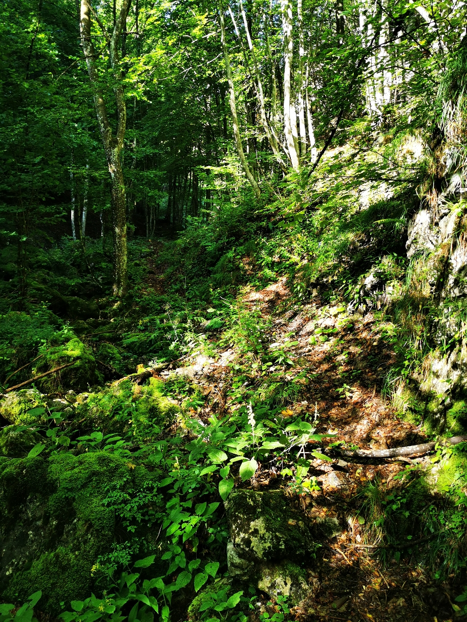 ... dann wieder im dichteren Wald...