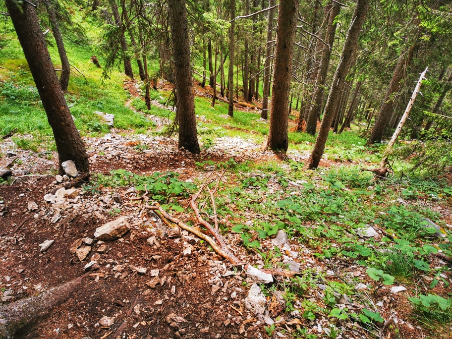 Der Weg wird wieder wilder