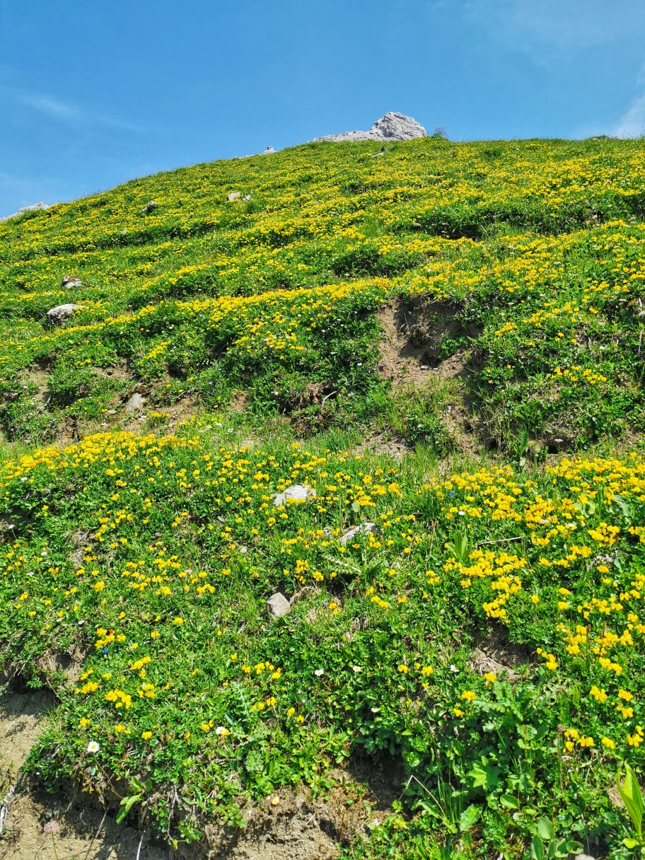 Blühende Wiesen, im Hintergrund die Spitze vom Hohen Licht