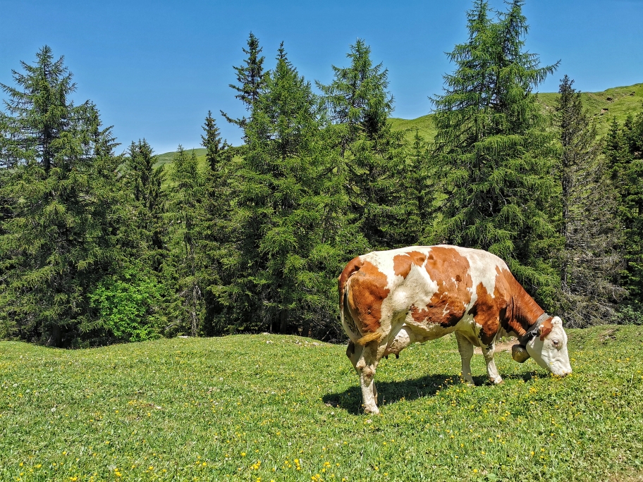 Grasende Kühe auf der Seiser Alm