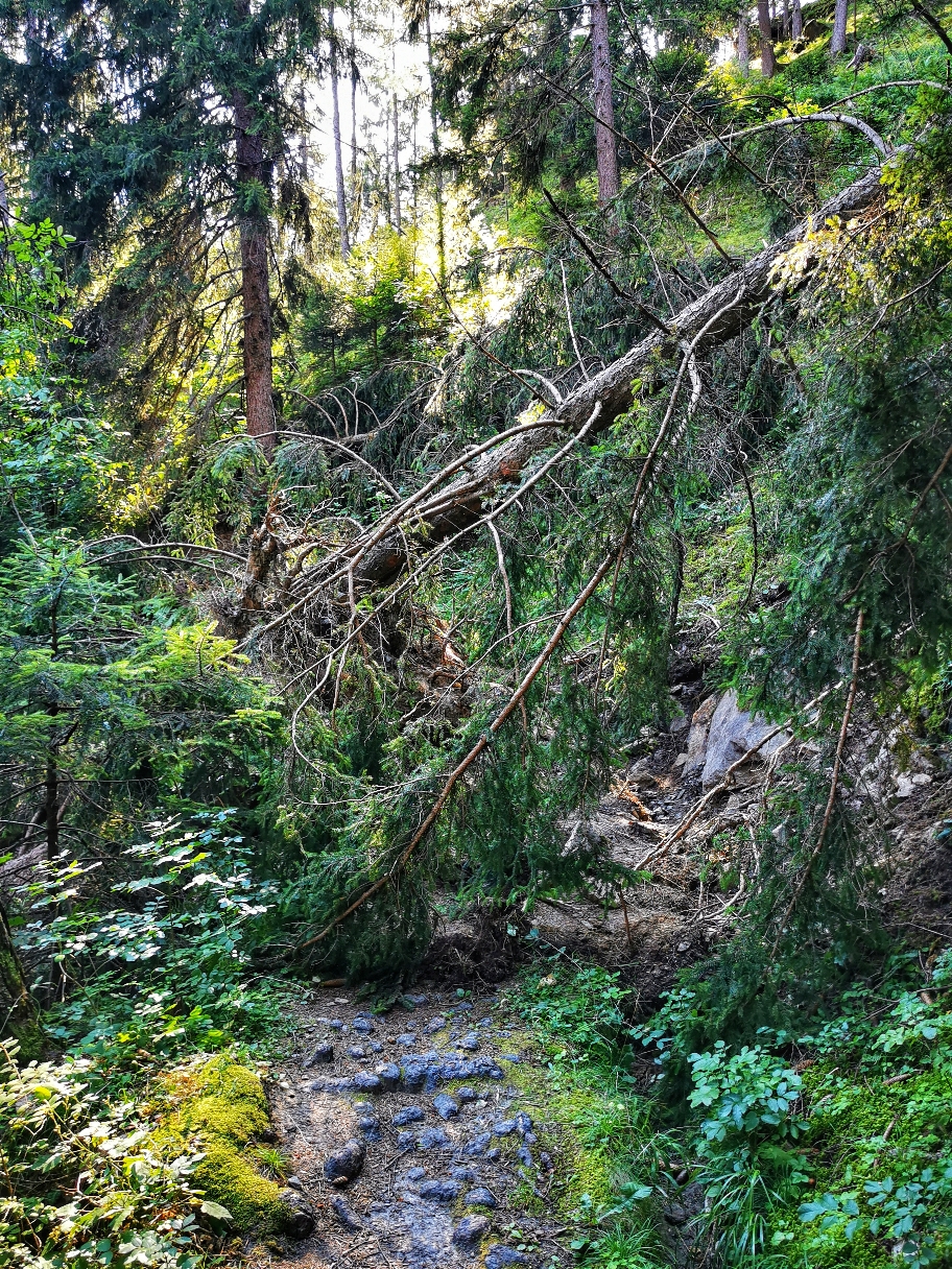Ein Unwetter hat hier etliche Bäume entwurzelt