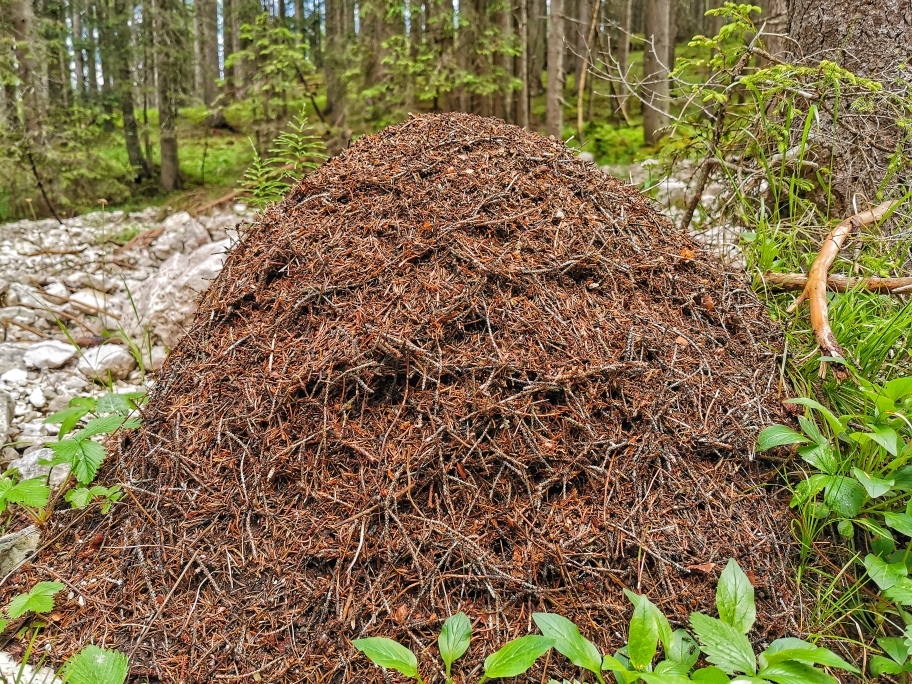Großer Ameisenhaufen am Wegesrand