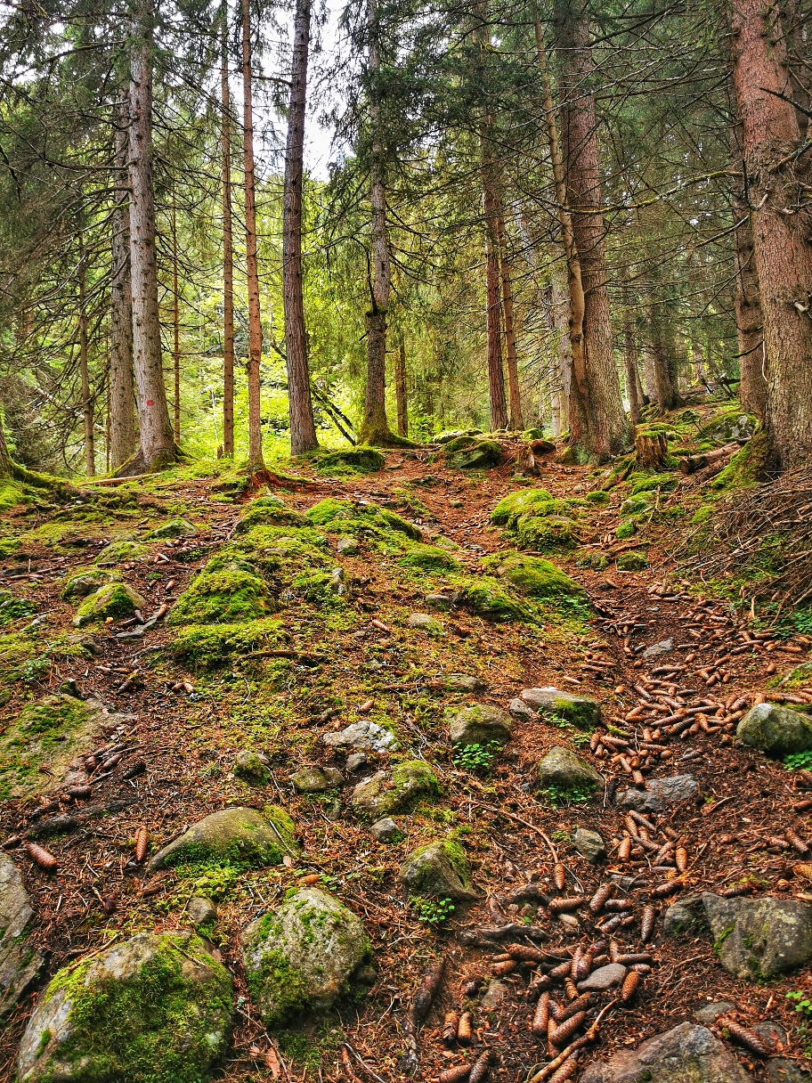 Weglos geht es durch den Wald