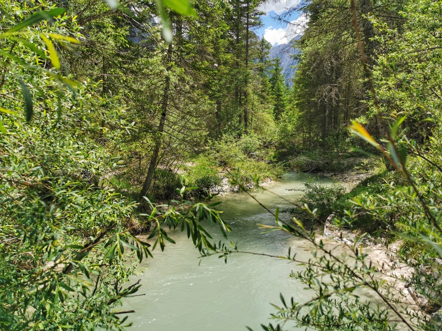 Wilder Wald am Ende des Sees