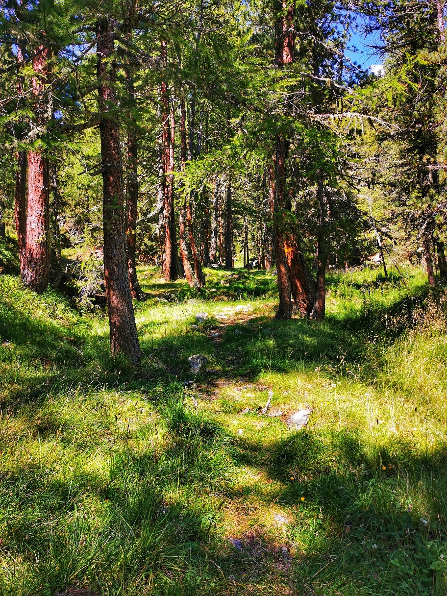 Ein Stück geht's durch den Wald...