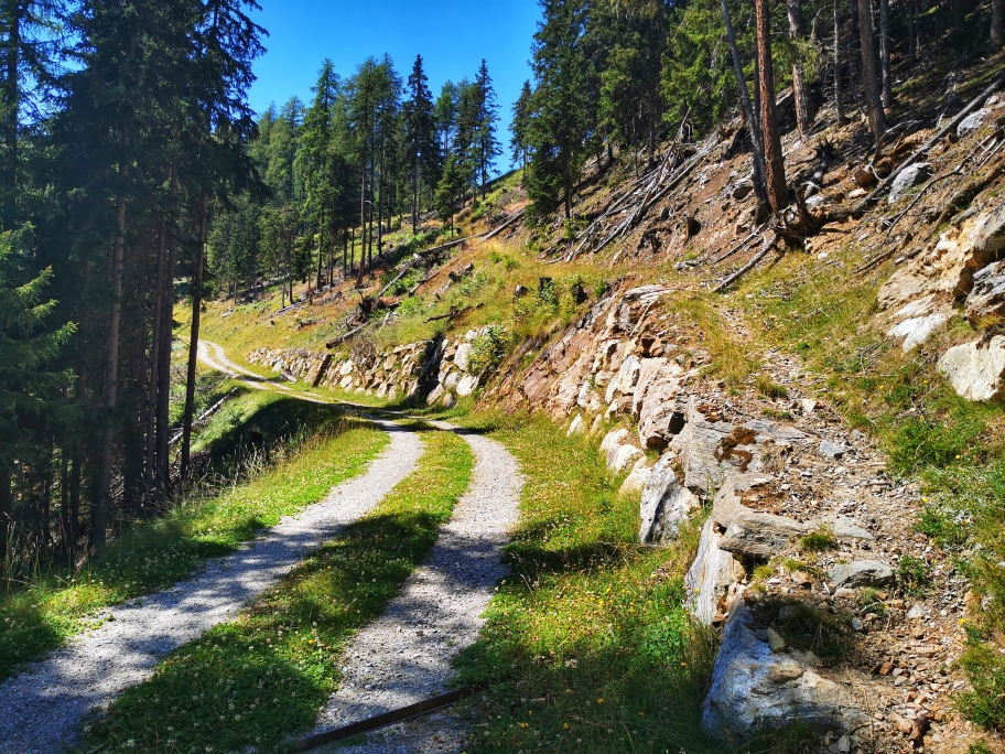 Links Fahrweg oder rechts Waldweg 🤔