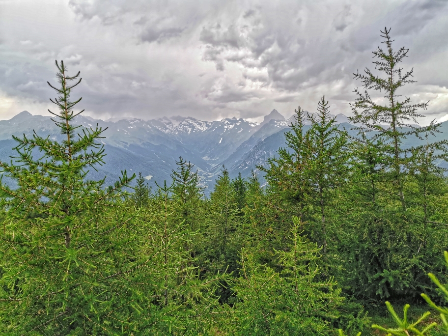 Schöner Zirbenwald beim Abstieg