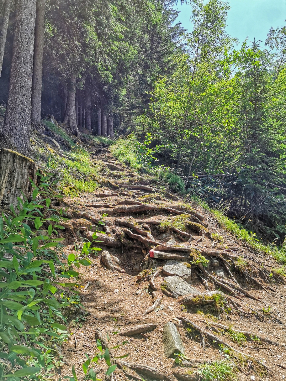 Teilweise große Wurzeln auf dem Weg zurück nach Stange