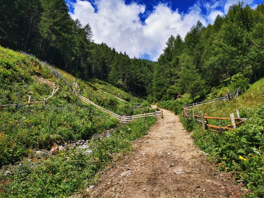 Endlich kommt Wald und damit Schatten in Sicht