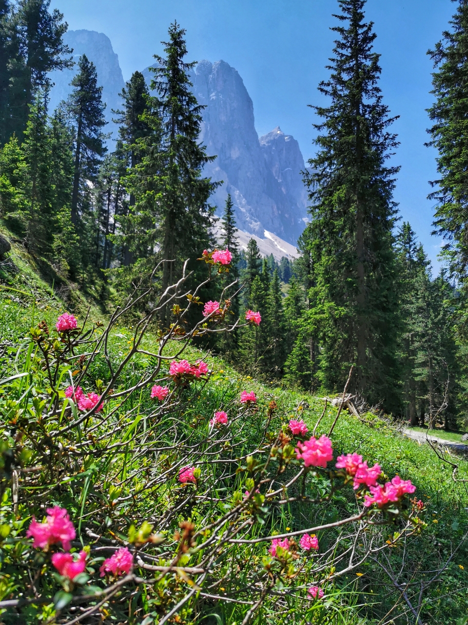 Alpenrosen am Wegesrand