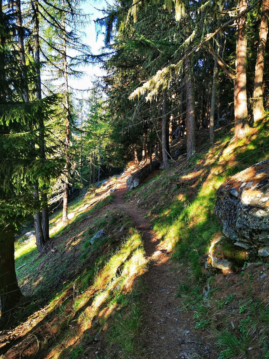 Es geht direkt in den schattigen Wald