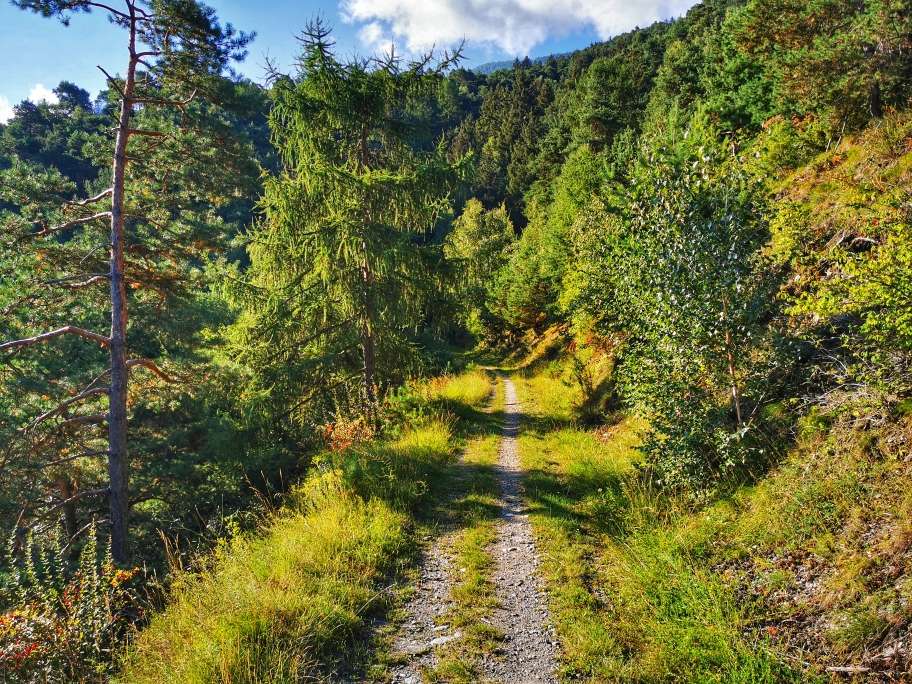 Teilweise auf Fahrwegen...