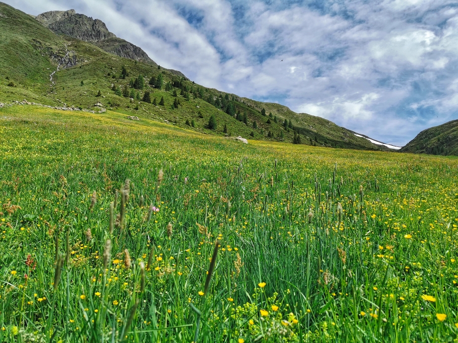 Wunderbare Almwiesen beim Aufstieg zum Gsieser Törl