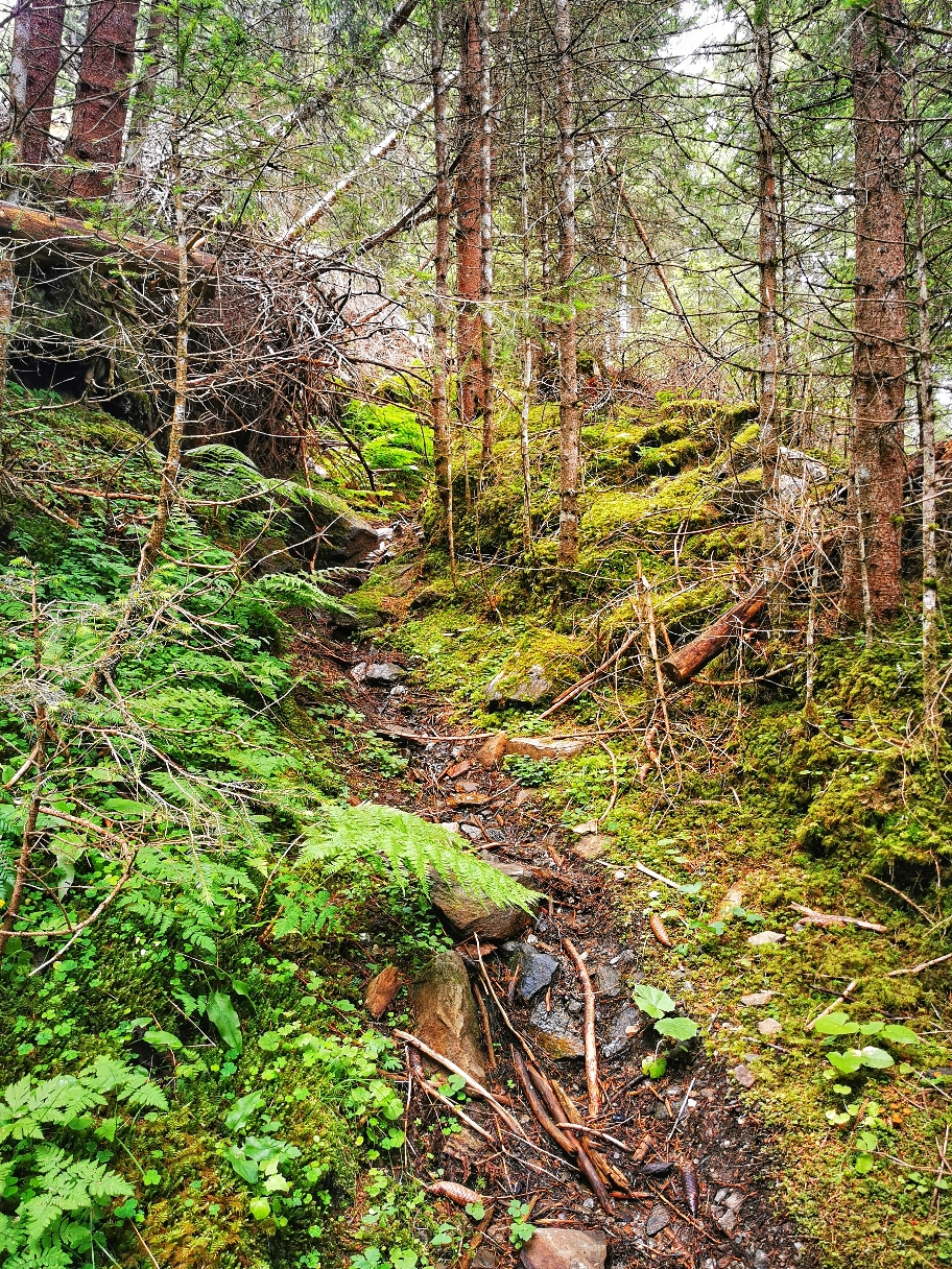 Wilder Weg