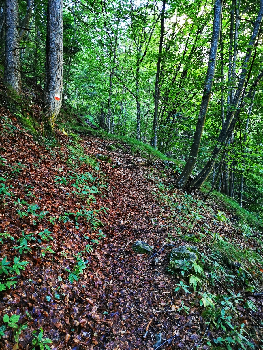 Teilweise geht's in Kehren im Wald hinauf