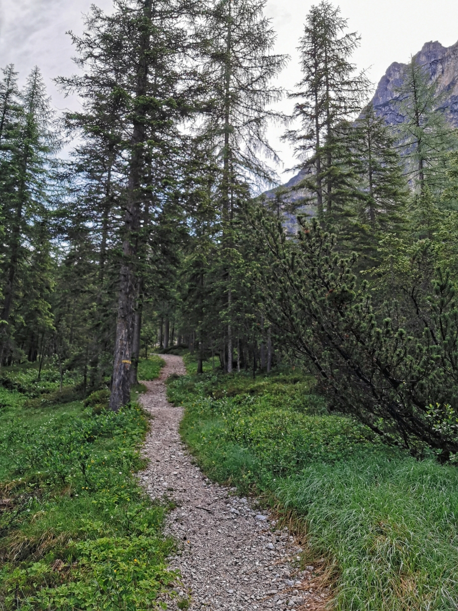 Wir schlagen den Weg links in den Wald ein