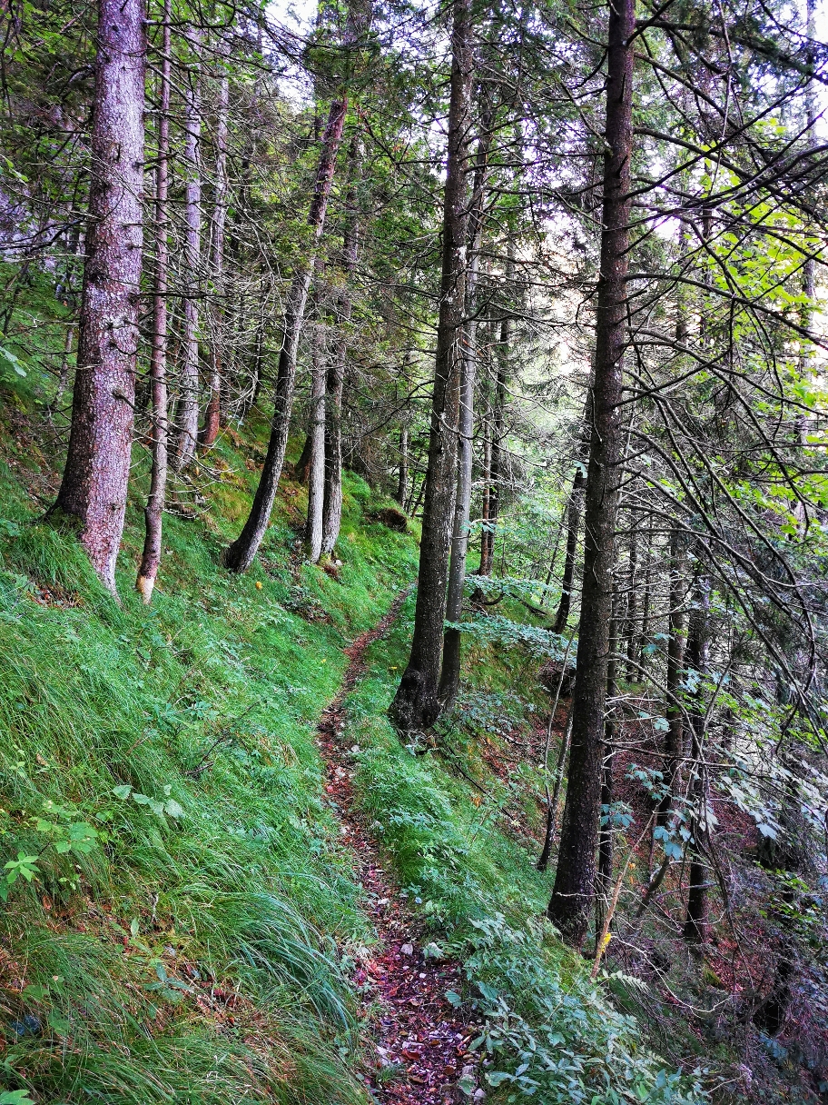 Zunächst im lichteren Wald...