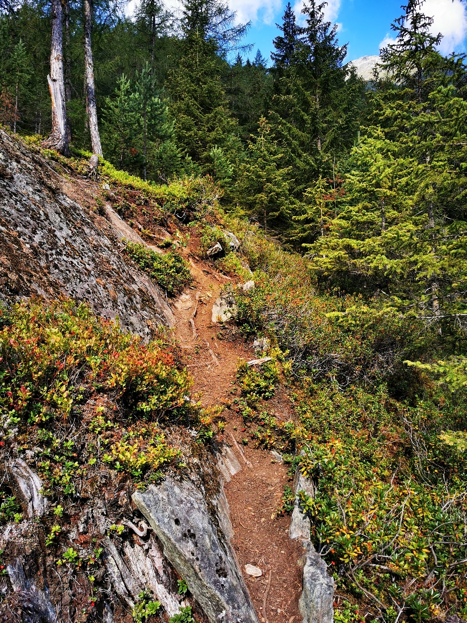 Der Steig im Wald ist der kürzeste Weg zur Alm
