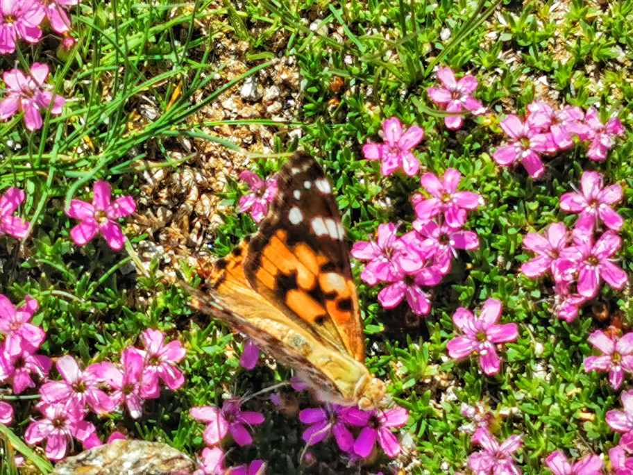 Schmetterlinge auf den schön bewachsenen Hängen