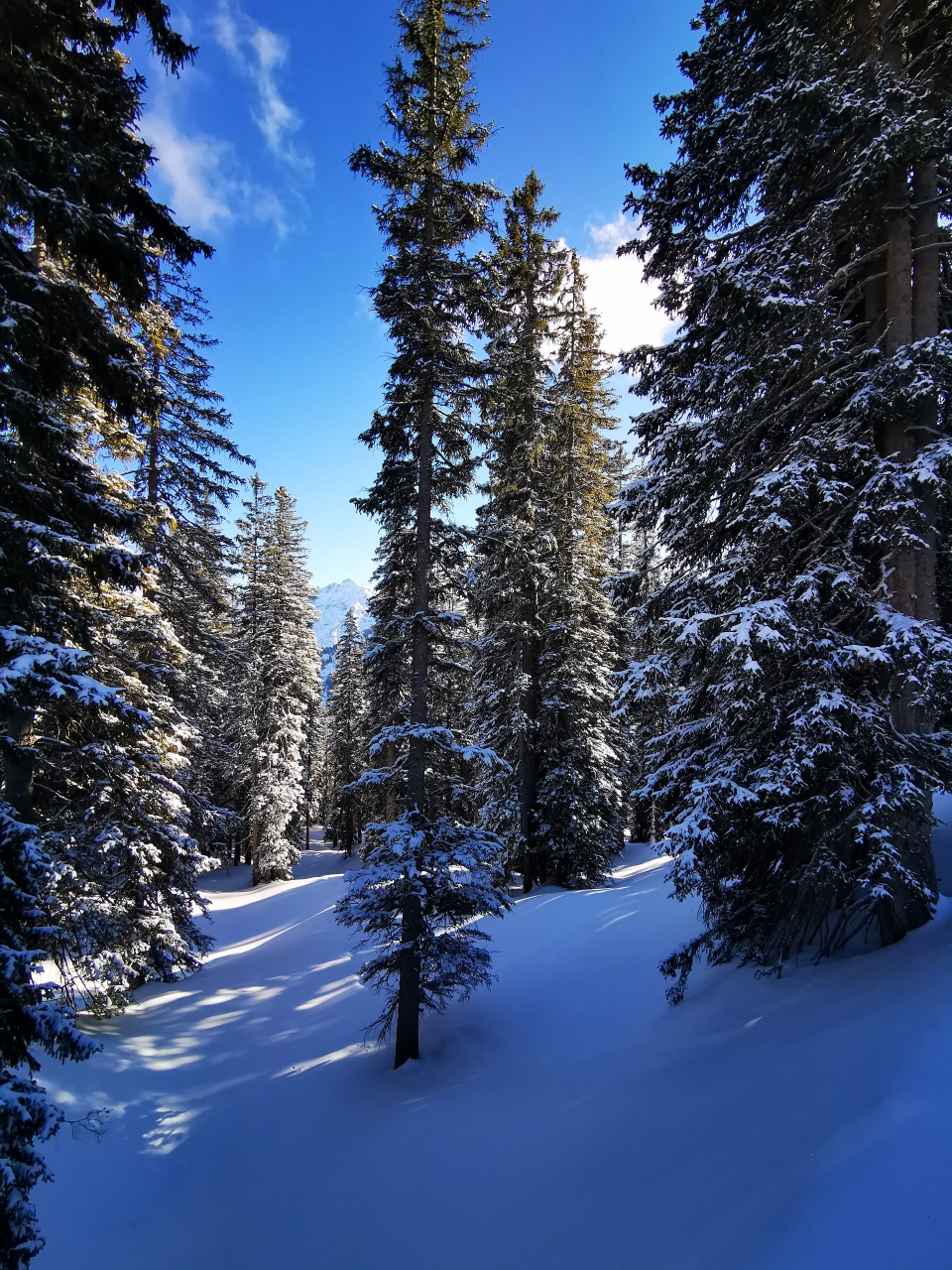 Durch den tief verschneiten Wald geht's Richtung Tal