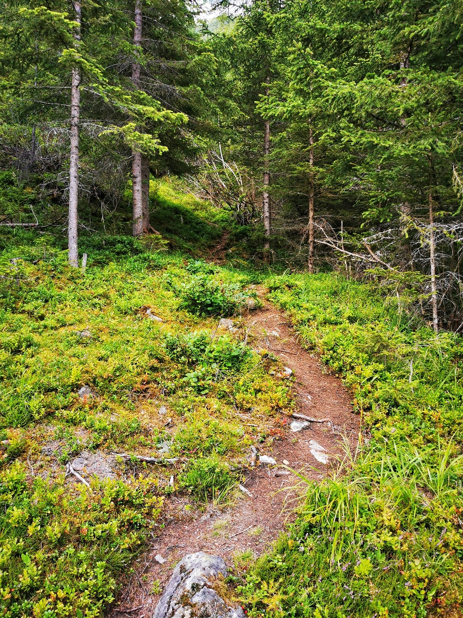 Im Wald geht's hoch zur Breitlehnalm