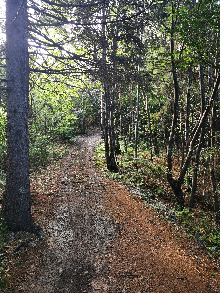 Auf breiten Waldwegen geht's durch die Gardaseeberge