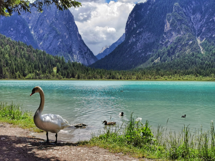 Schwäne am Toblacher See