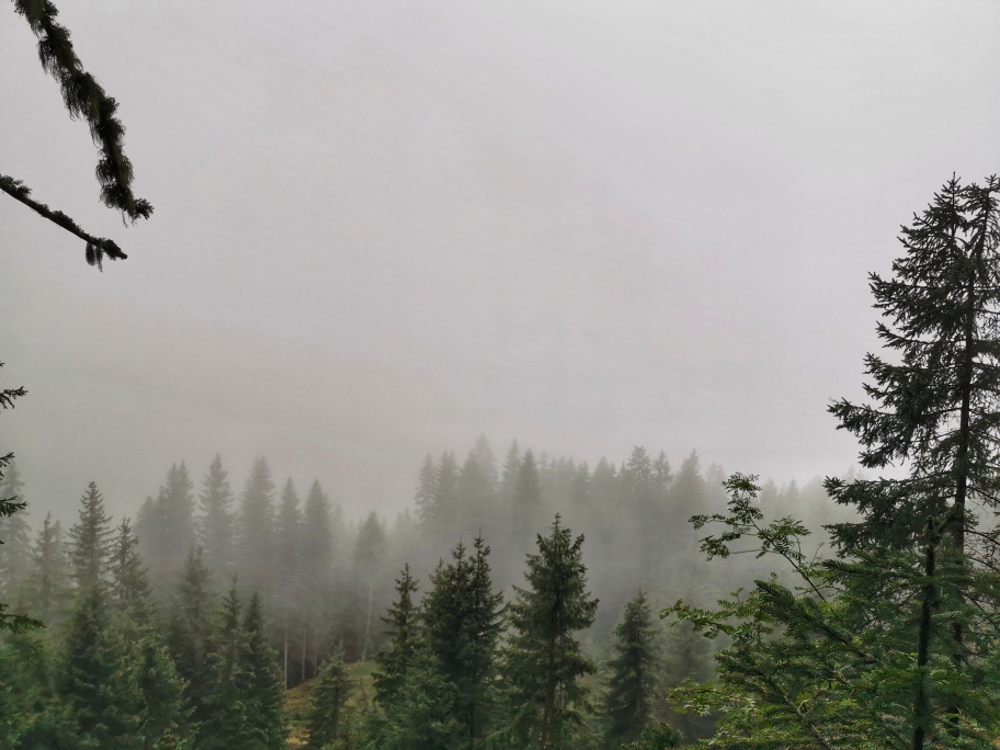 Dicke Wolken hängen zwischen den Bäumen