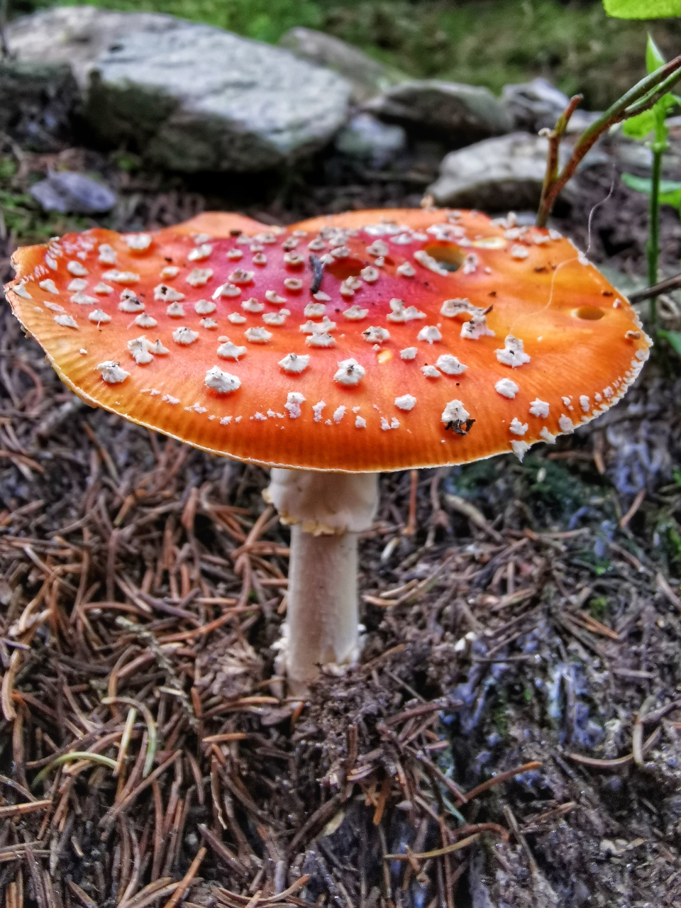 Fliegenpilze am Wegesrand 🍄