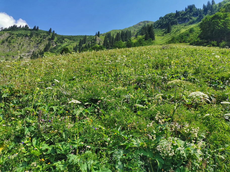 Blühende Wiesen unterhalb der Enzianhütte