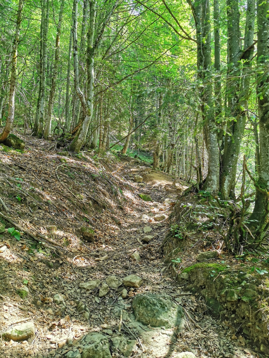 Der Wald spendet angenehm Schatten