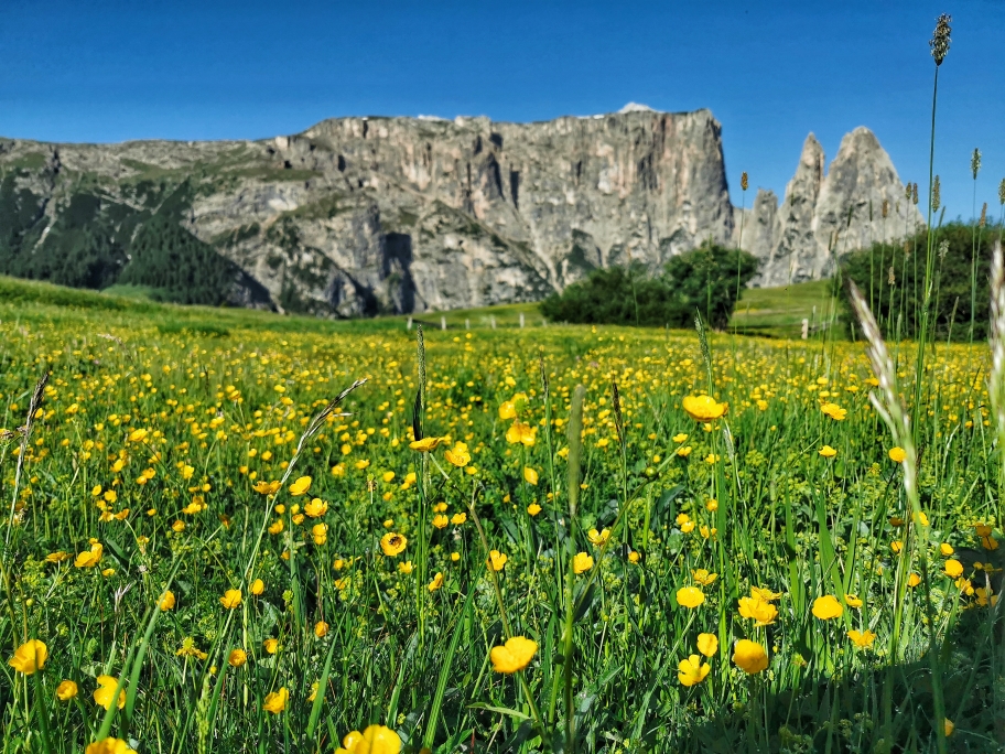 Blick auf den Schlern von der Seiser Alm aus