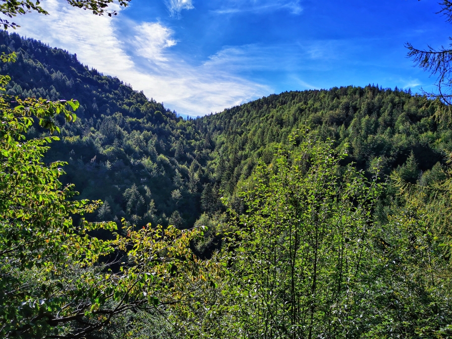 Zunächst gibt der Wald nur einen seitlichen Ausblick frei...