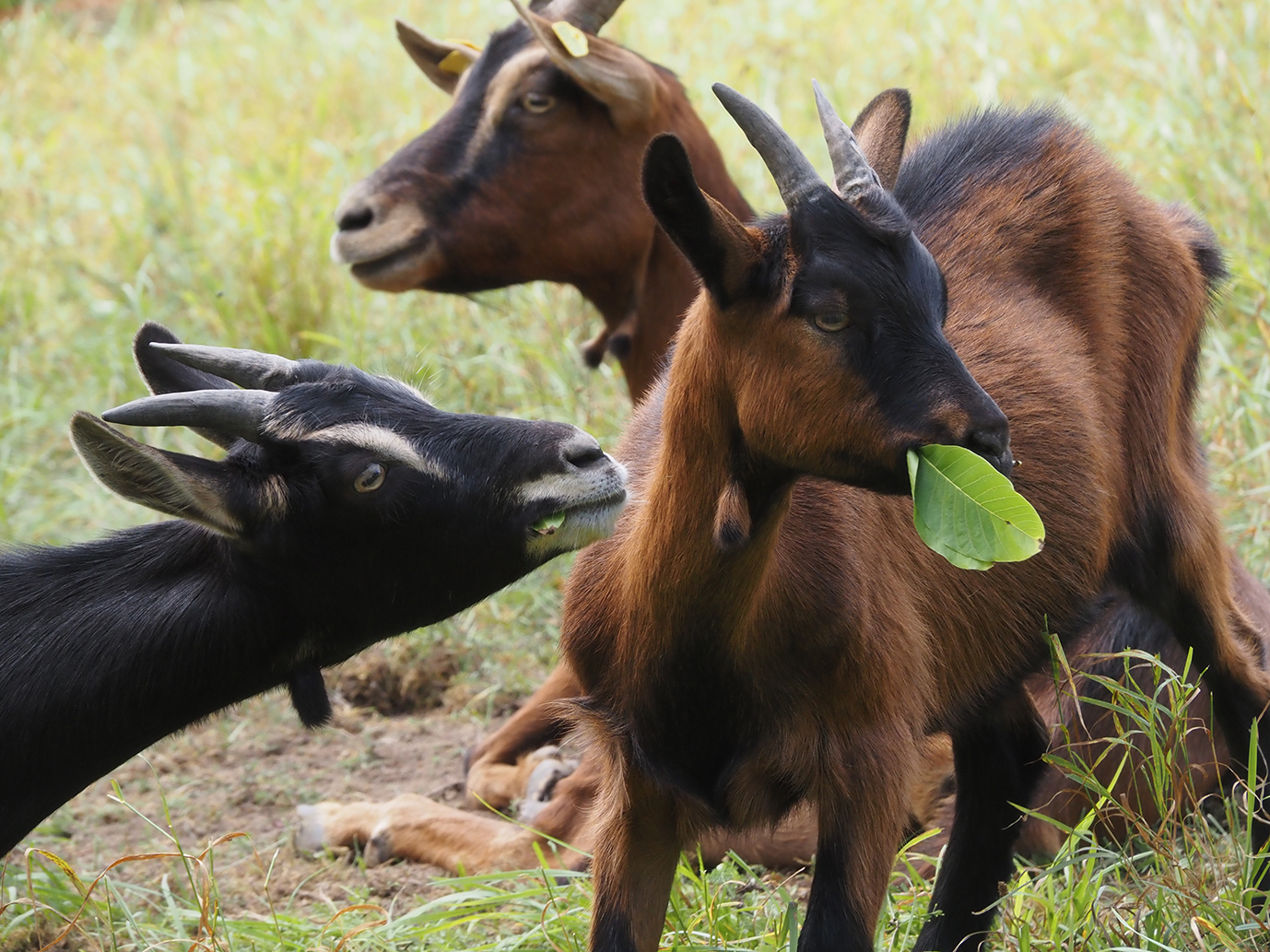 Wiese und Blätter: Lecker!! Foto: BZ