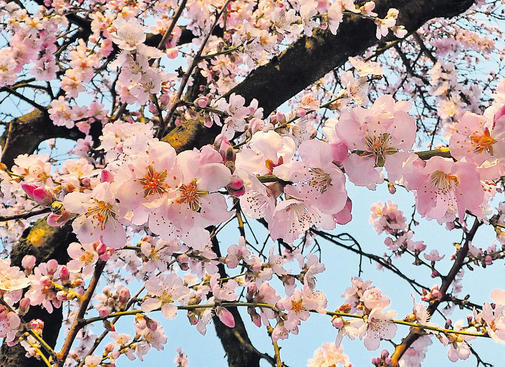 Mandelblüte auf Mallorca, Ferienhaus über Leondoro.de