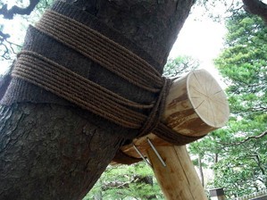 兼六園のロープ