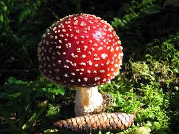 giftiger Fliegenpilz