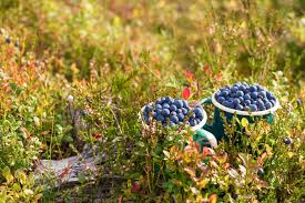 wilde Heidelbeeren - ein Superfood laut Dr. Greger