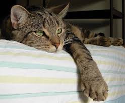 satte Katze