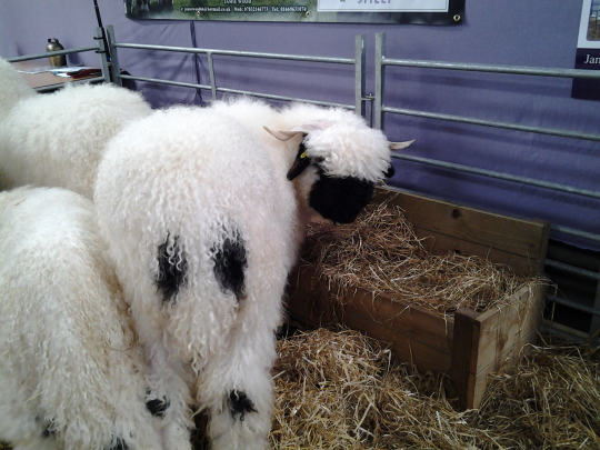 Valais Blacknose Sheep