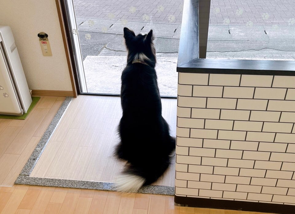 お客様（わんちゃん）のご紹介ですU^ェ^U