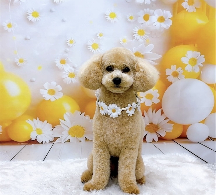 お客様（わんちゃん）のご紹介ですU^ェ^U